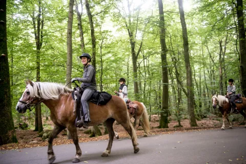 Tre ryttare på bruna hästar rider på Söderåsen i en lummig skog med höga träd.
