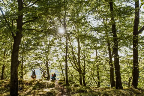 Solstrålar genom lövverk i en grön skog, med en smal stig och några människor som står och sitter i gläntan med utsikt över Skäralid
