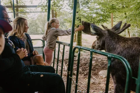 Söderåsens Älgpark. Ett barn sträcker sig genom ett grönt räcke och klappar en älg i en skogsmiljö utomhus.