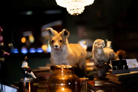 Uppstoppad räv och liten hermelin står på ett bord med böcker och prydnader i varm, dämpad inomhusbelysning på Nackarpsdalens Gästgiveri i Röstånga. 