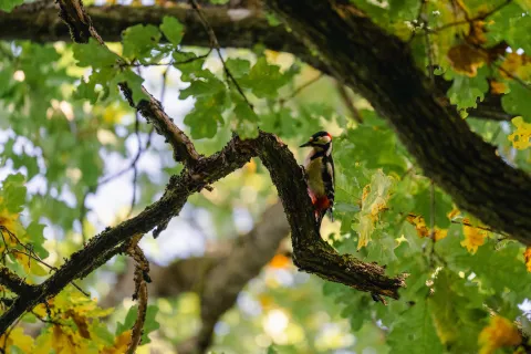 En svartvit hackspett med röd stjärt sitter på en mossig gren bland gröna och gulnande löv i skogen bakom Villa Söderåsen i Röstånga
