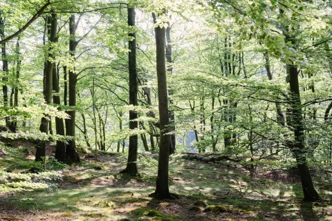 Solbelyst lövskog i Söderåsens Nationalpark med höga träd, ljusgröna blad och mossig mark med skuggor och en fallen stam.